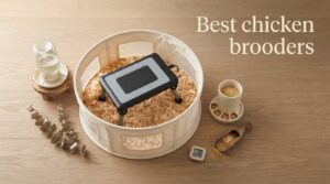Best chicken brooders