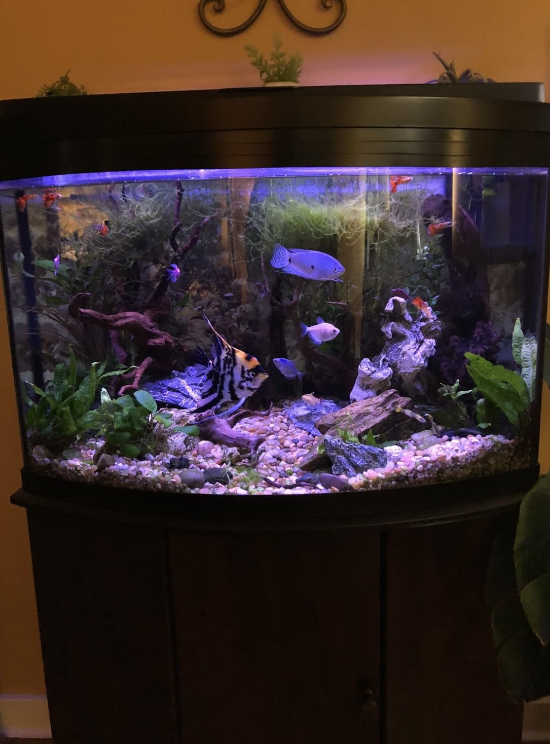 Marineland Black Diamond Carbon Filter Media for Aquariums, 22 oz customer photo 2