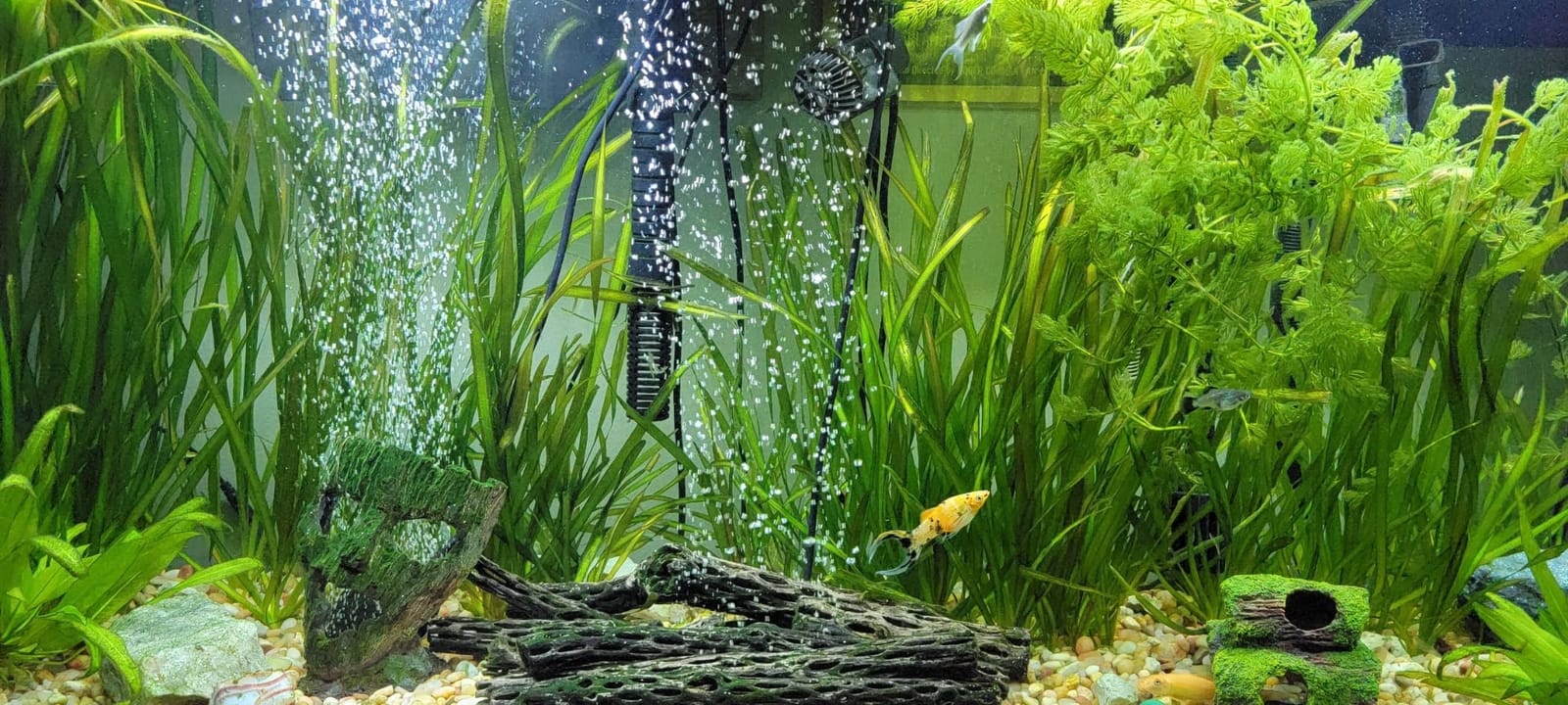 Fluval Carbon,100-gram Nylon Bags , Pack of 3 customer photo 2