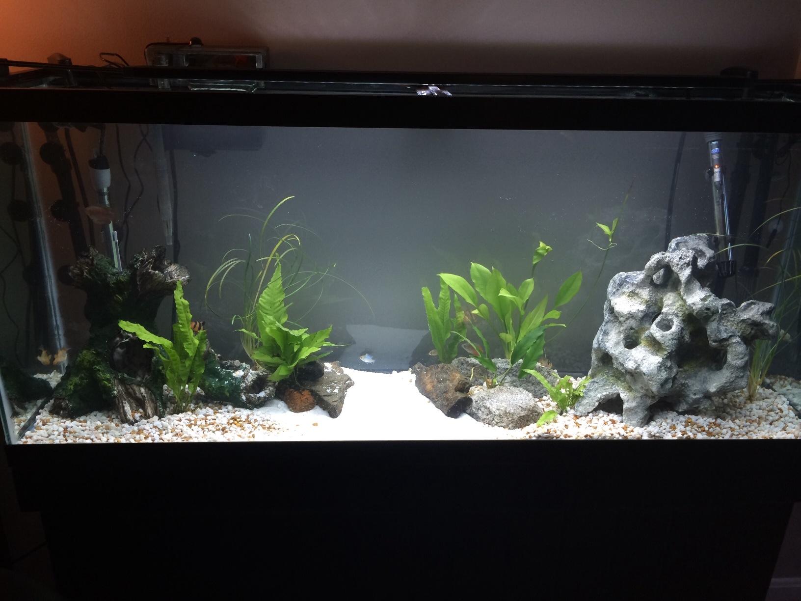 Penn-Plax Cascade 1200 Canister Filter, 315 GPH for Tanks Up to 150 Gallons customer photo 1