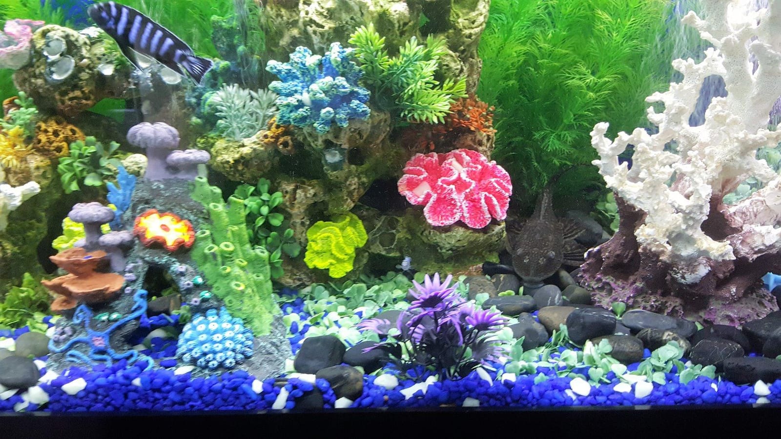 Seachem Matrix, 4 L / 1 gal. customer photo 2
