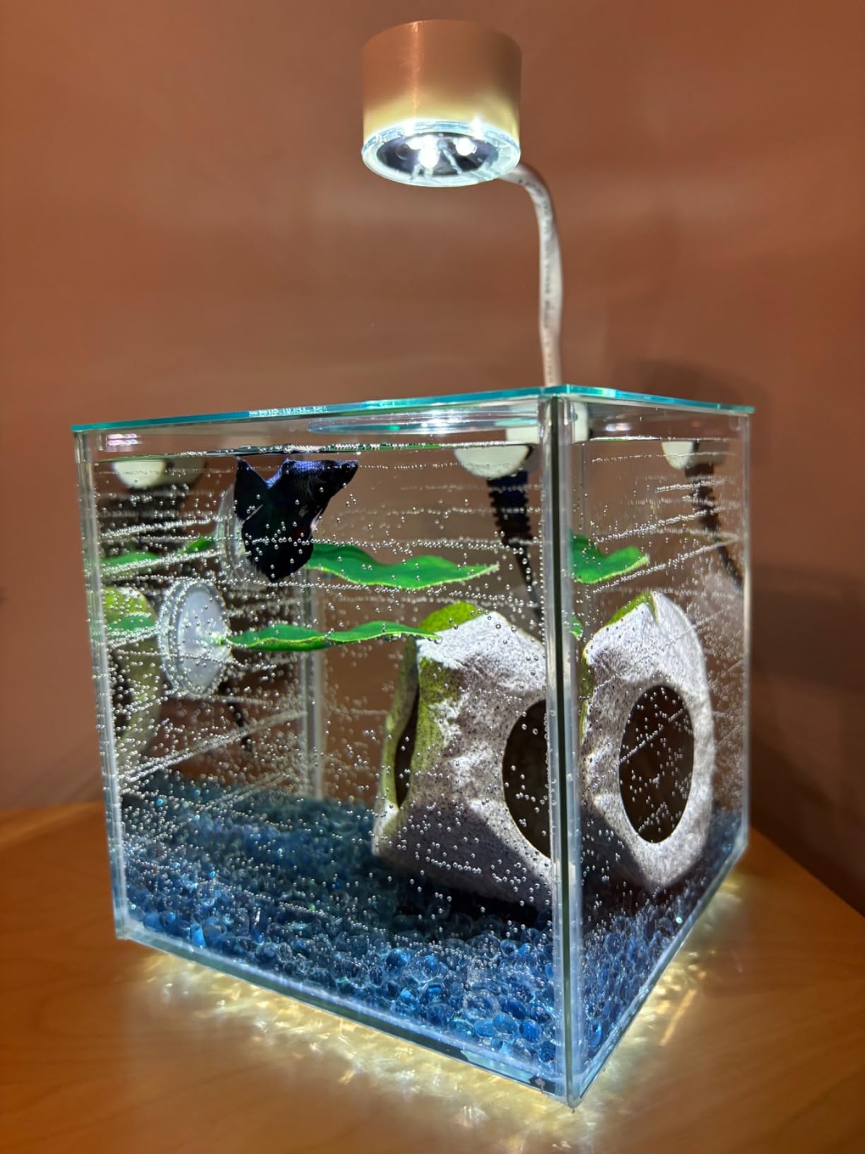 Marina CUBUS Glass Betta Kit – Elegant Glass Aquarium for Homes or Offices customer photo 2