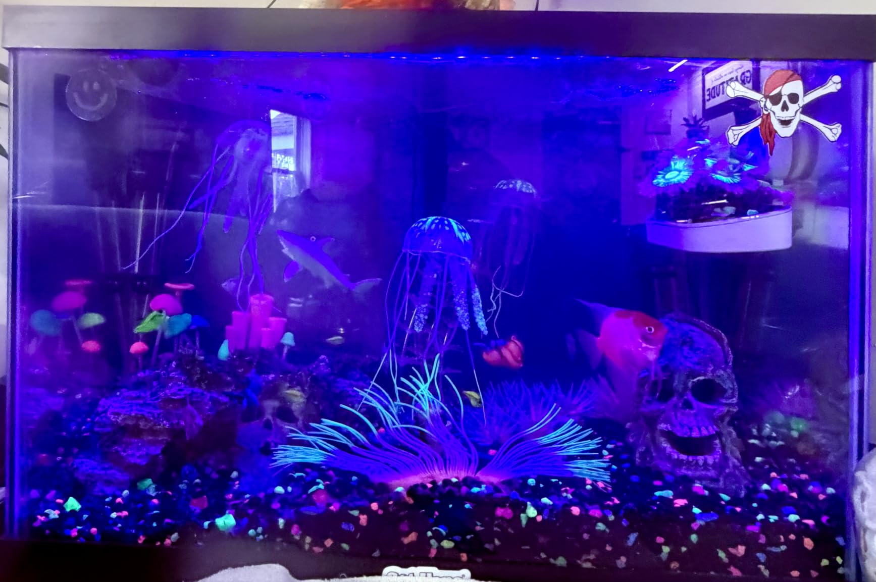 GloFish 20 Gallon Aquarium Kit with LED Lights, Decor Heater and Filter customer photo 1