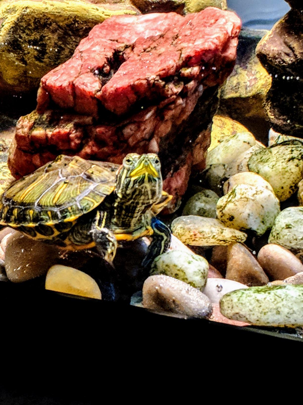 Tetra 20 Gallon Deluxe Aquarium Kit for Aquatic Turtles customer photo 1