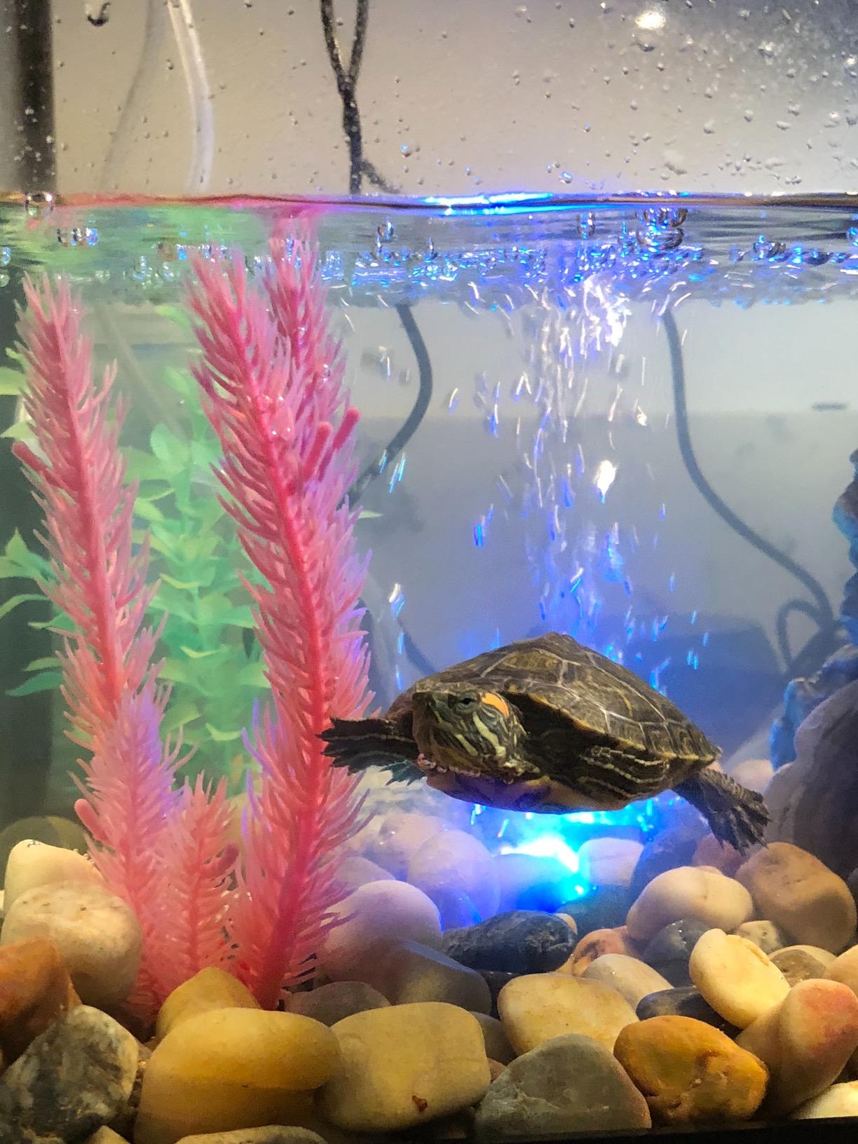Tetra 20 Gallon Deluxe Aquarium Kit for Aquatic Turtles customer photo 2