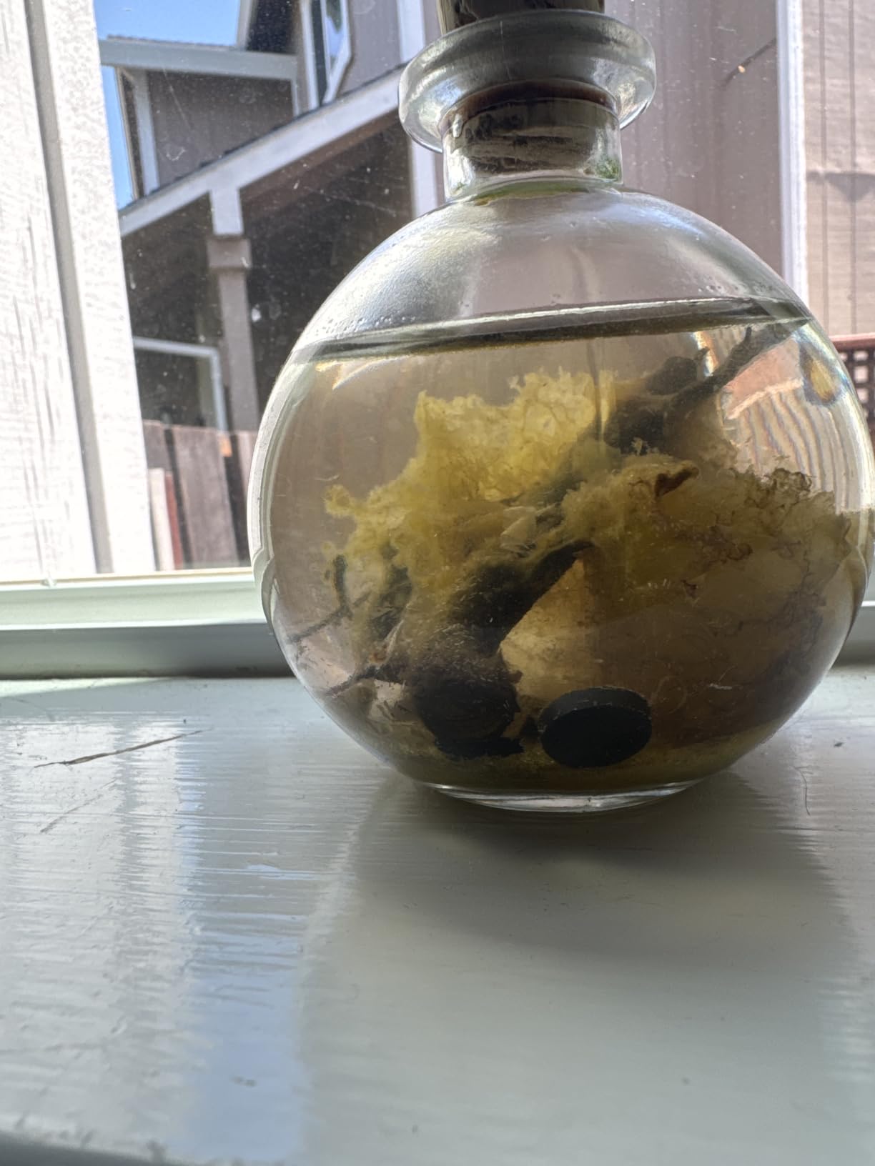 Shrimp Bubble Self-Sustaining Ecosystem - Natural. Contains Live Opae Ula Shrimp customer photo 1