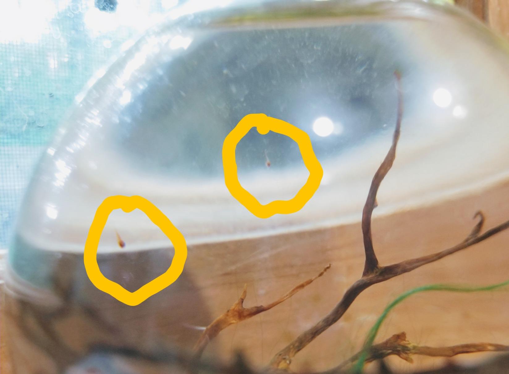 Shrimp Bubble Self-Sustaining Ecosystem - Natural. Contains Live Opae Ula Shrimp customer photo 2