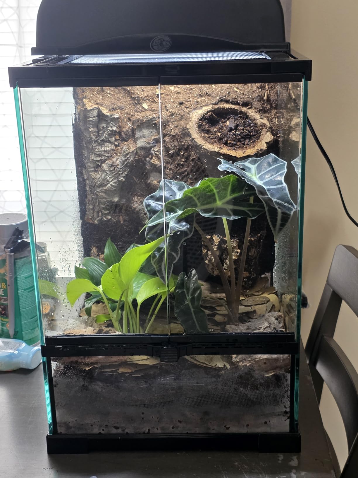 Reptile Glass Terrarium Tank 10 * 10 * 14in, Full View with Front Opening Door,Amphibians Enclosure Habitat Cage for Crested Gecko,Spider,Tarantula,Lizard,Hermit Crab,Frog,Mantises,Insects customer photo 1