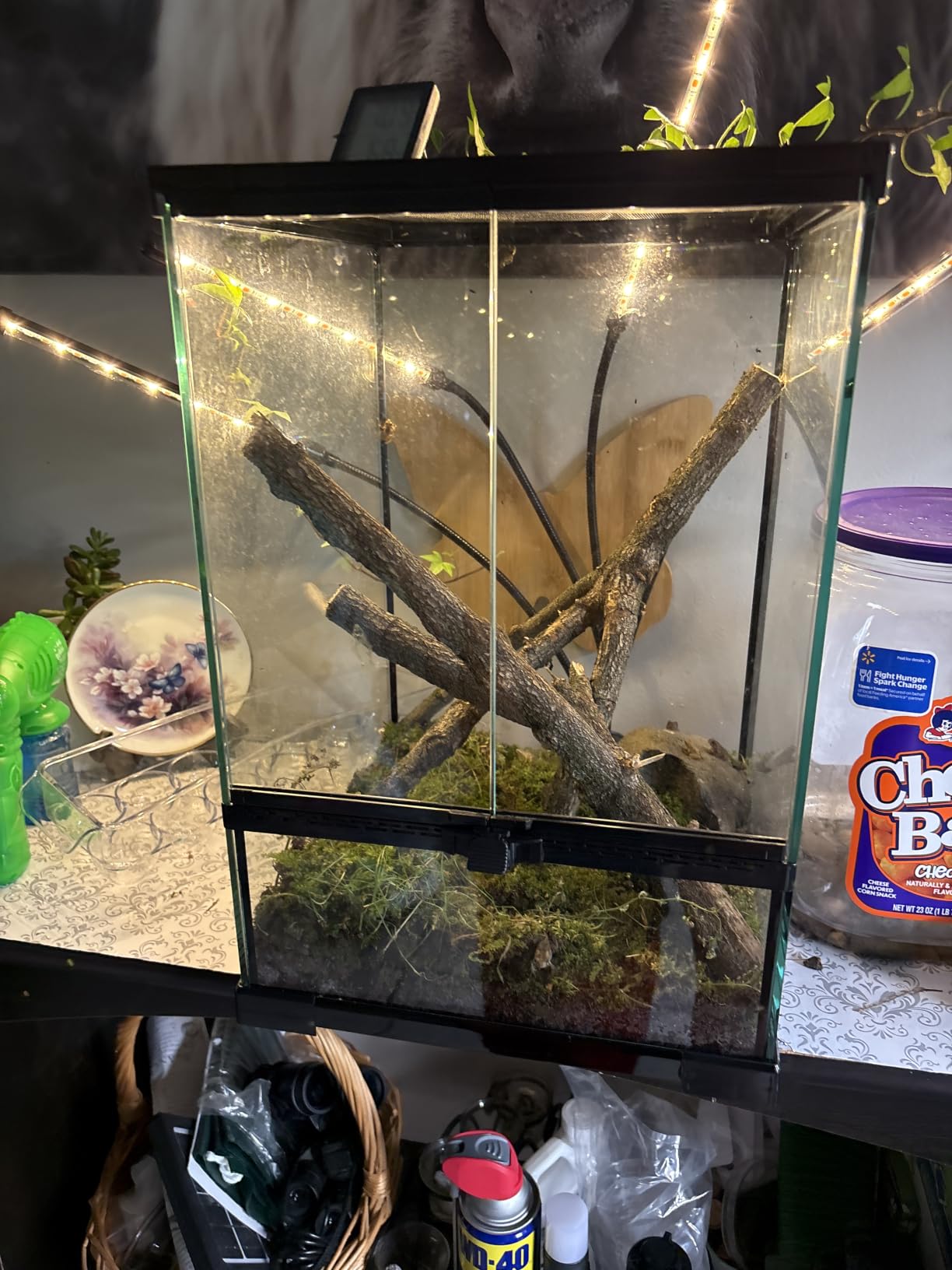 Reptile Glass Terrarium Tank 10 * 10 * 14in, Full View with Front Opening Door,Amphibians Enclosure Habitat Cage for Crested Gecko,Spider,Tarantula,Lizard,Hermit Crab,Frog,Mantises,Insects customer photo 2