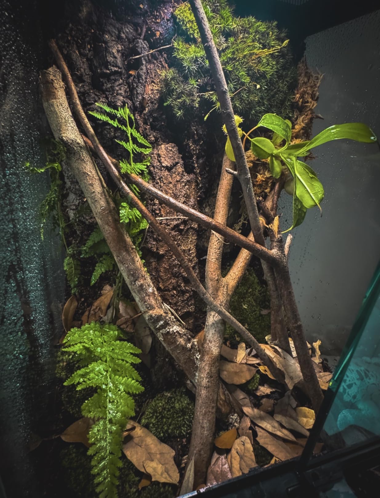 30 Gallon Tall Reptile Glass Tank Terrarium 18