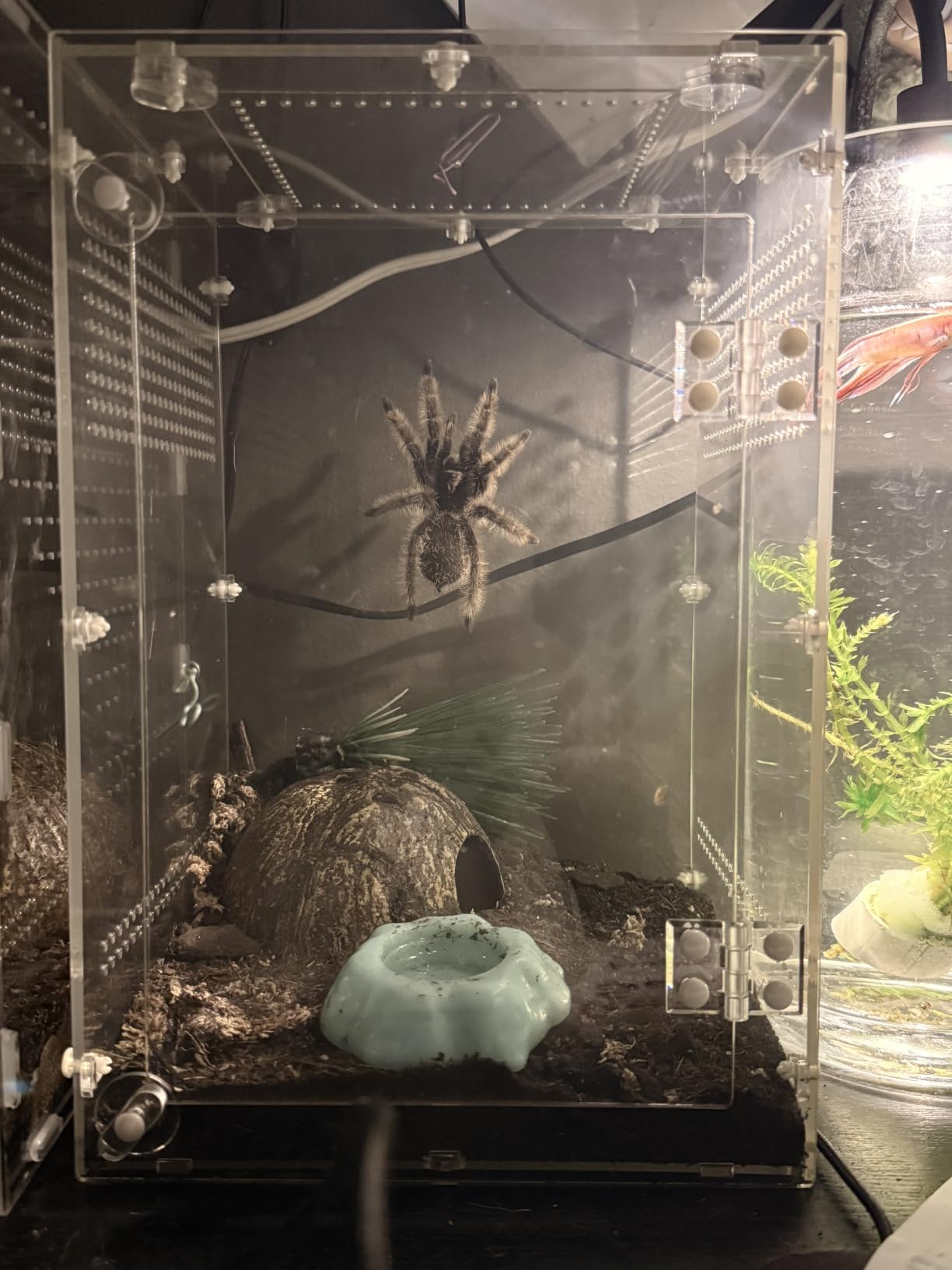Reptile Enclosure 10 Gallon for Crested Gecko, Lizard, Bearded Dragon, Snakes,Frogs, Large Spiders, Acrylic Reptile Tank Feeding Terrarium with Front & Top Opening Doors and Vent Holes - 12